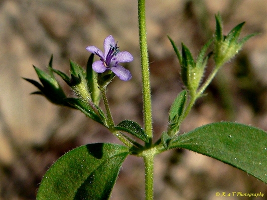 {Trichostema brachiatum}